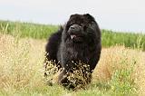 CHOW CHOW 090